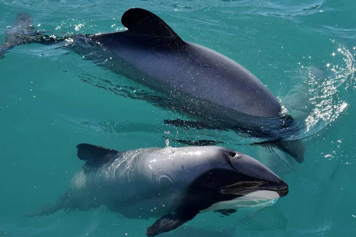 вакита калифорнийская морская свинья фото