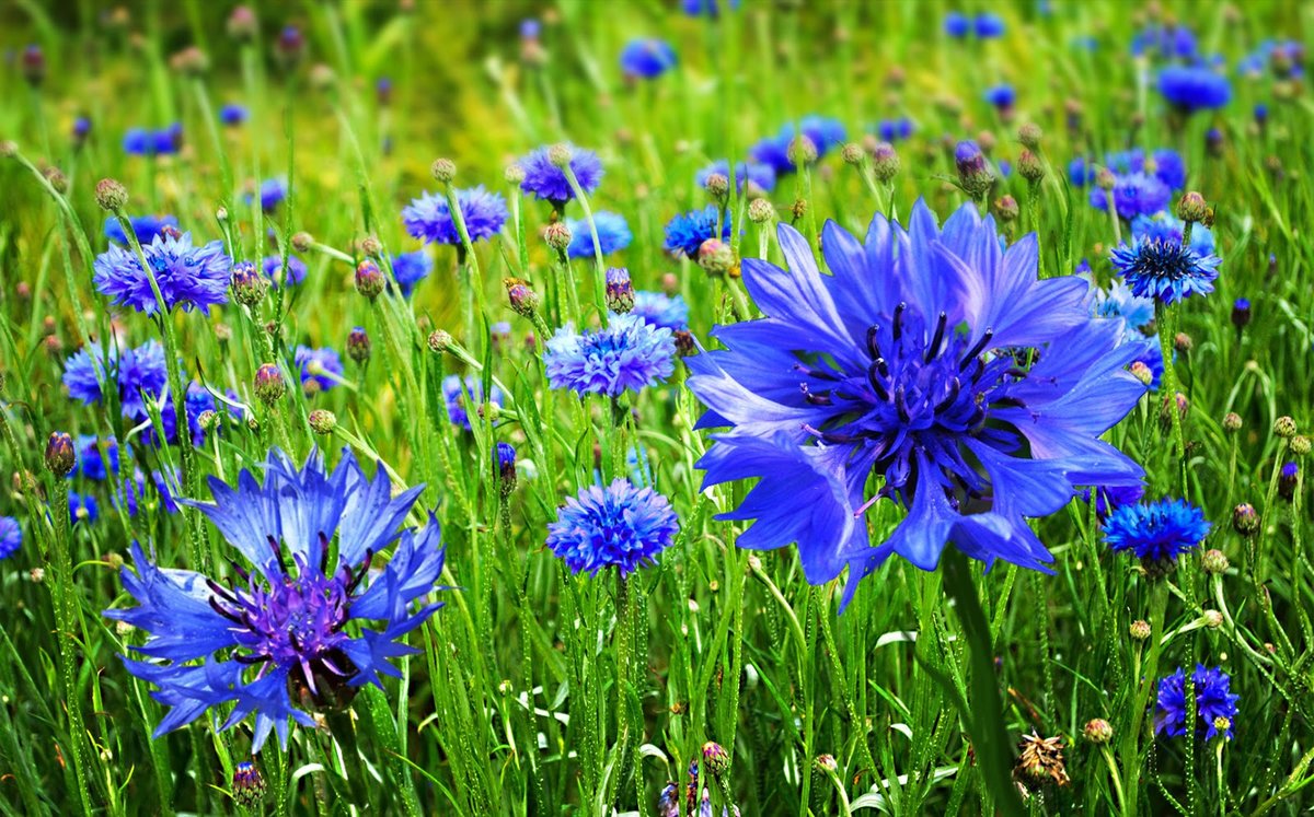 василек синий (centaurea cyanus) фото