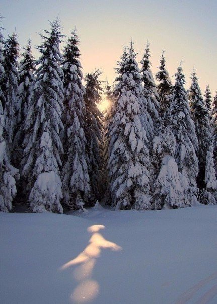вечерний зимний лес картинки фото