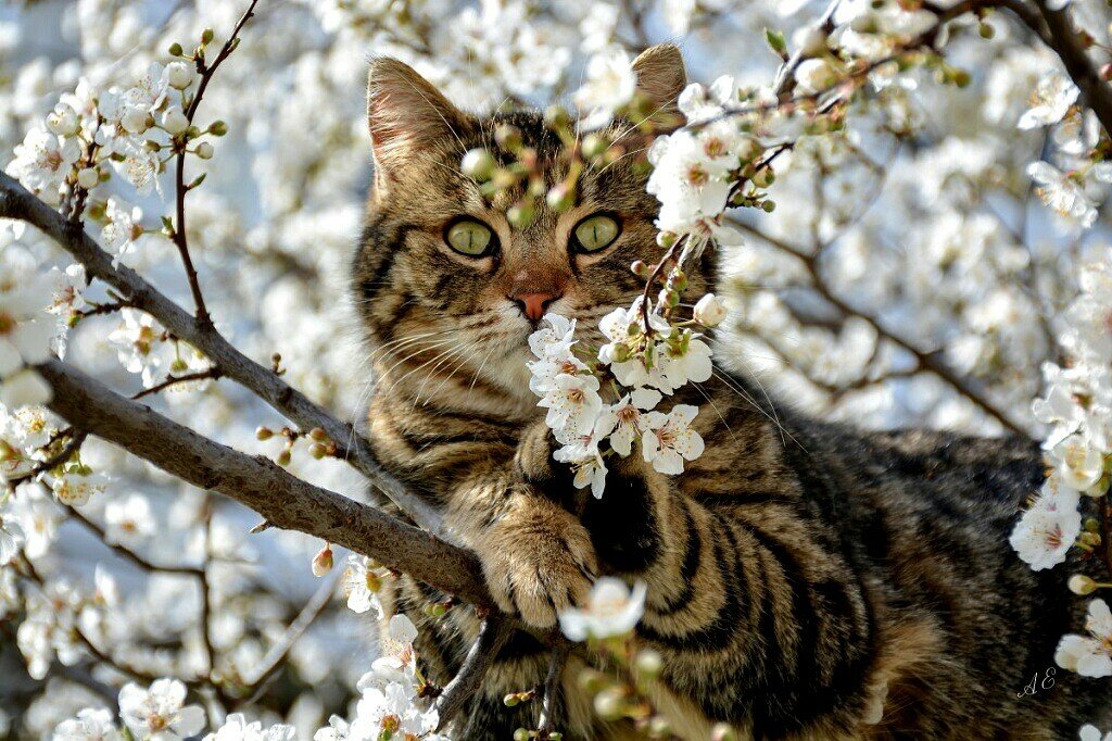 весеннее настроение котики фото