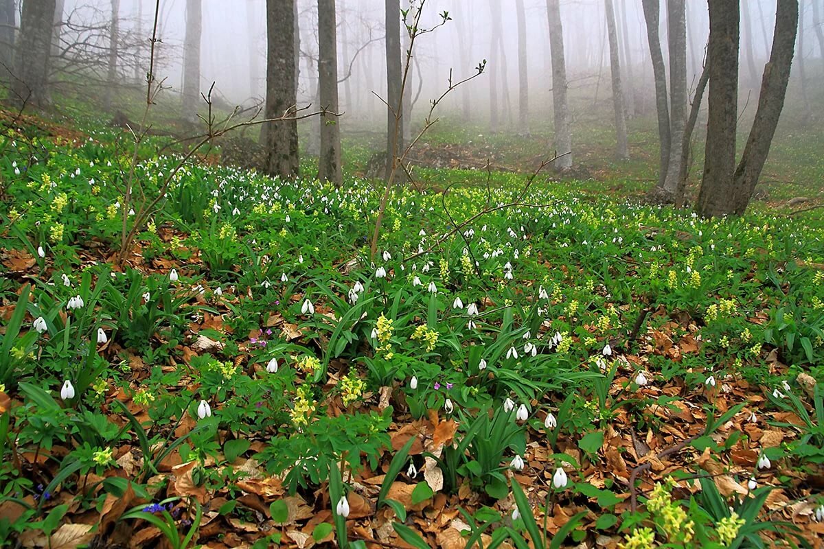 весенние лесные полянки с подснежниками фото
