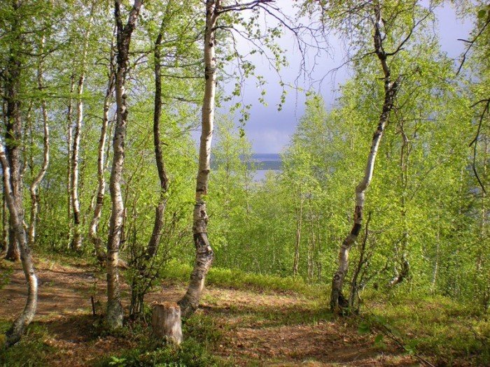 весенний лес березы фото