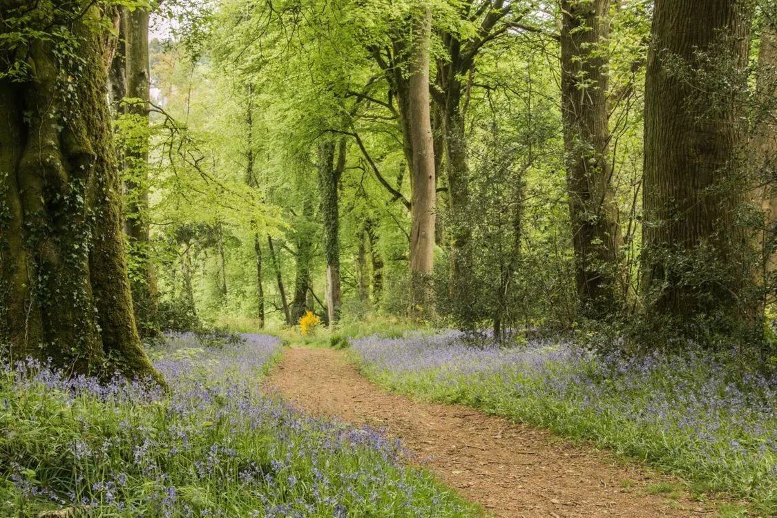 весенний лес обои на рабочий стол фото