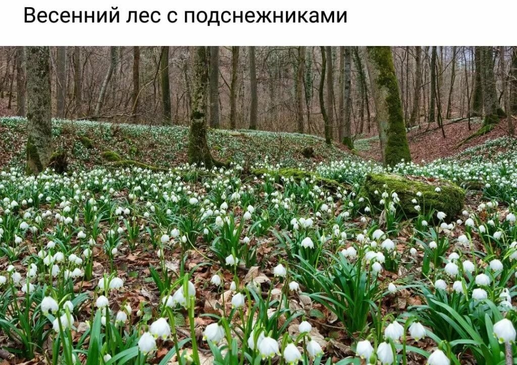 весенний лес с подснежниками фото