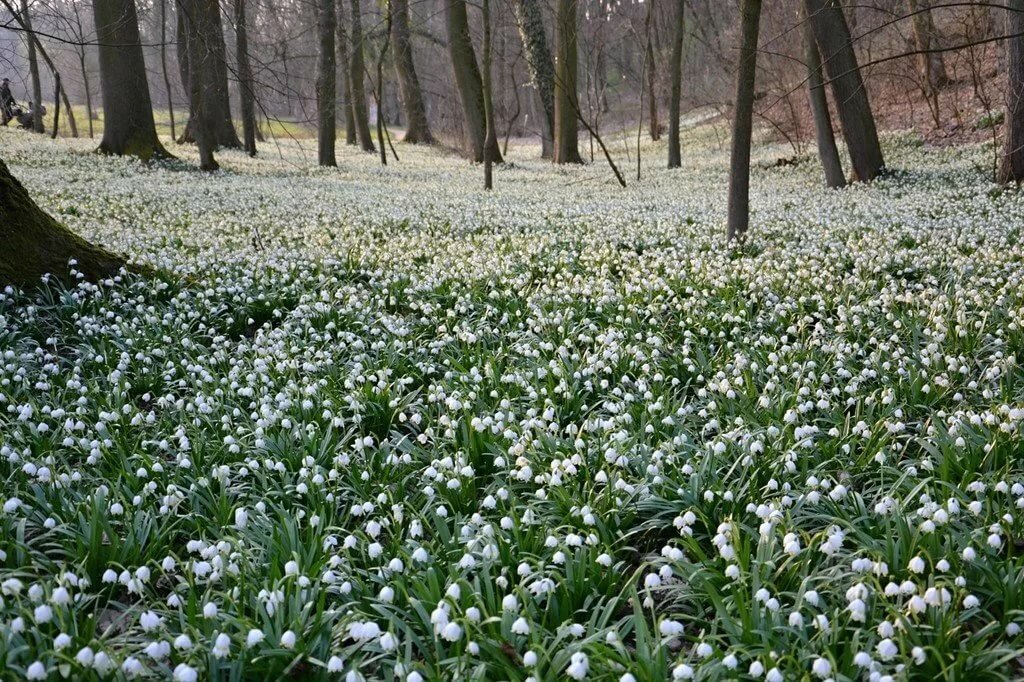 весенний лес с подснежниками фото
