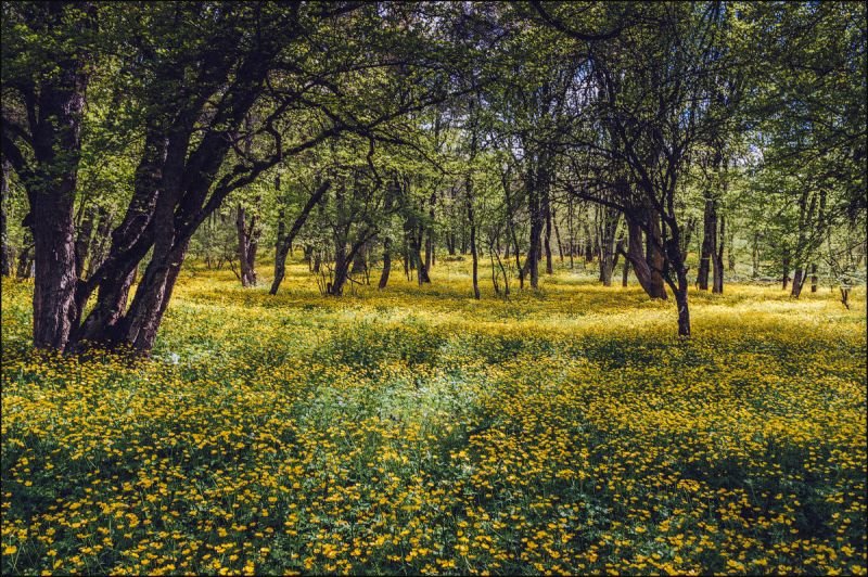 весенний лес в крыму фото