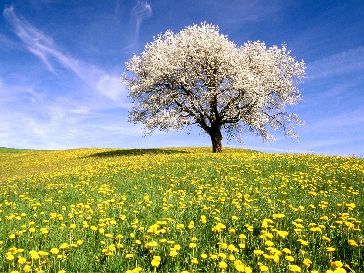 весенний луг фото