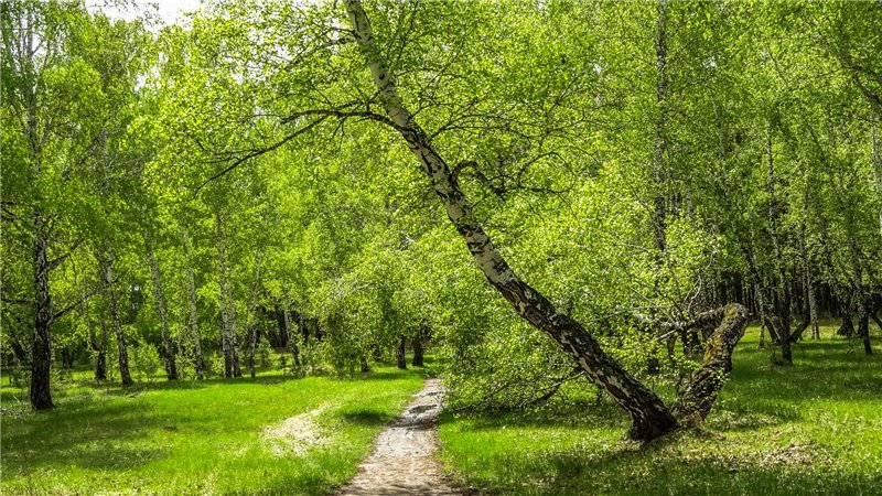 весенний майский лес картинки фото