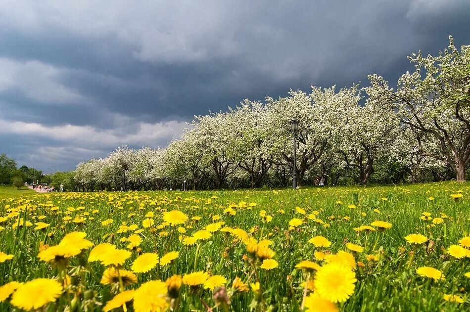весенний пейзаж одуванчики фото