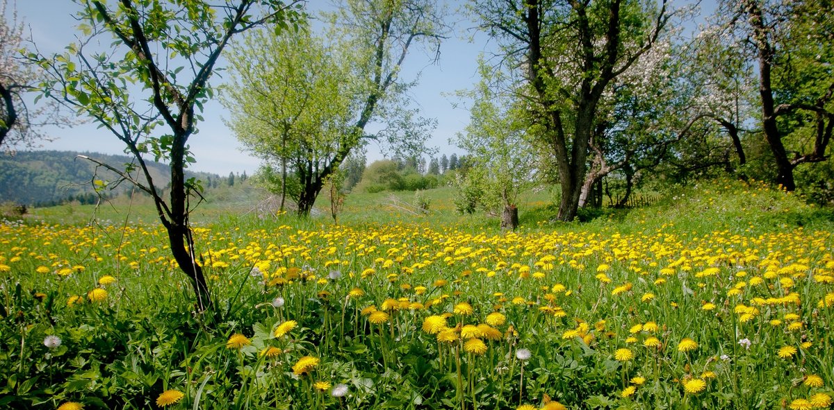 весна поле одуванчики фото