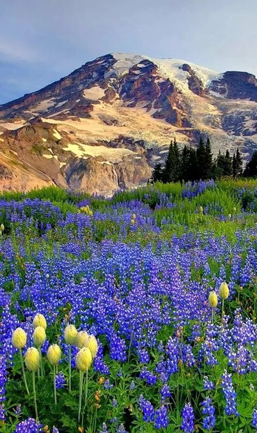 весна поляна пейзажи цветы природа фото