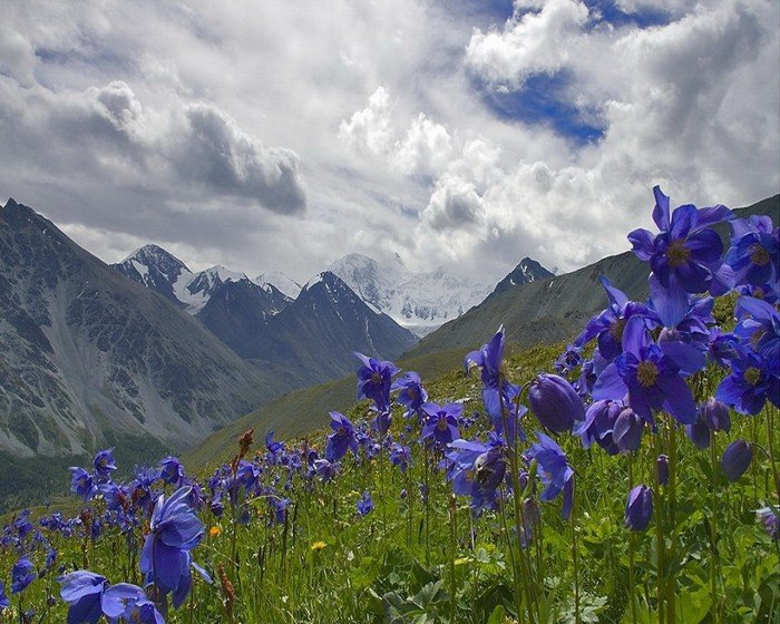 весна в горах алтая фото