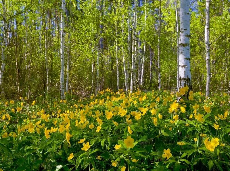 весна в лесу фото