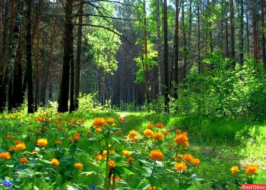 весна в лесу фото