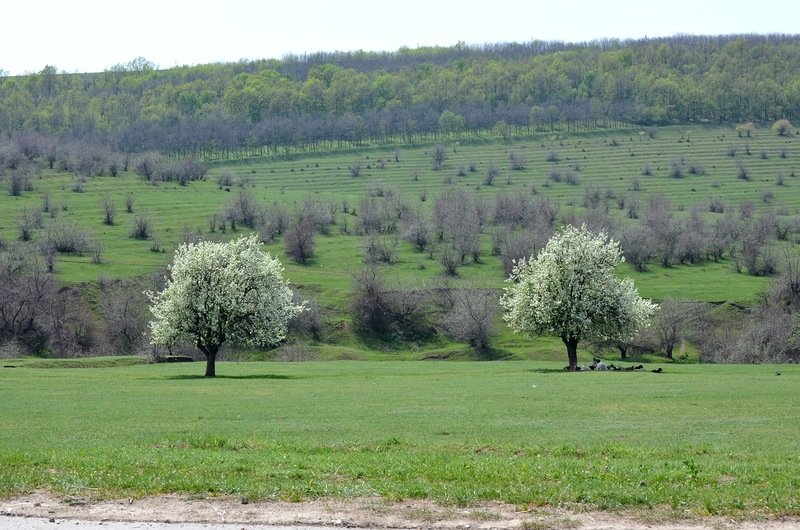 весна в молдавии картинки фото