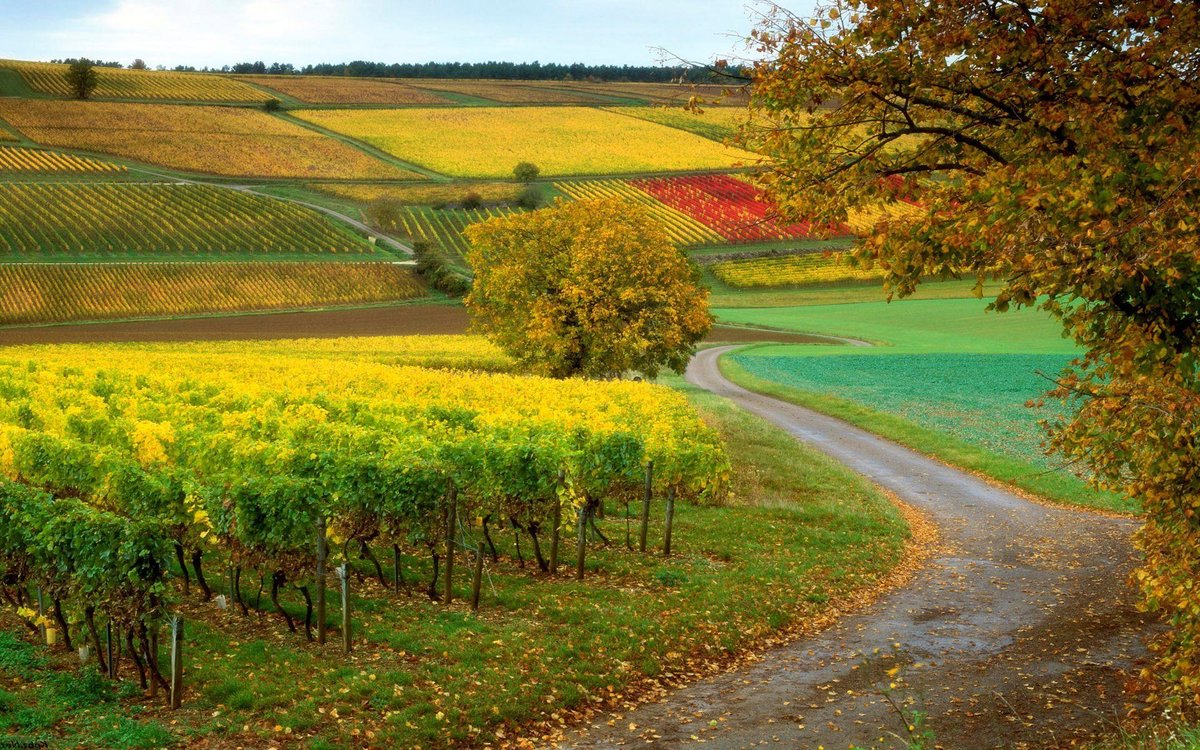 виноградники германии фото