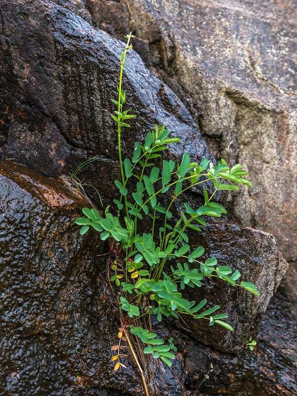 вудсия woodsia intermedia фото
