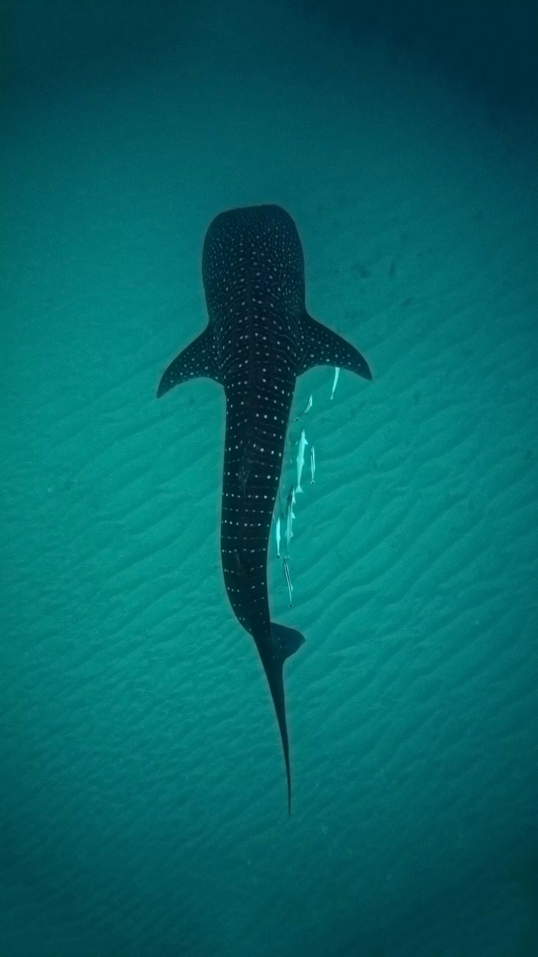 whale shark wallpaper фото