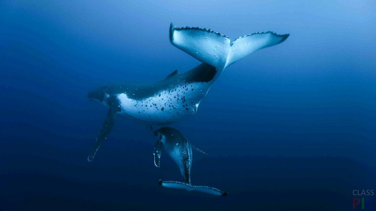 whale underwater фото