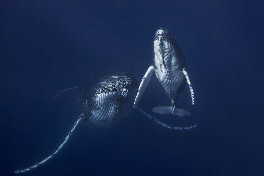 whale underwater фото