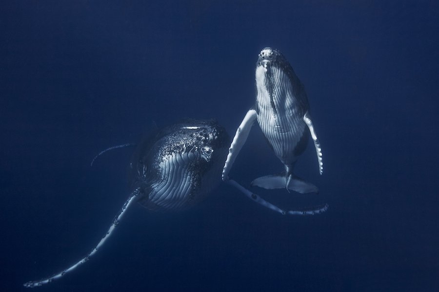 whale underwater фото