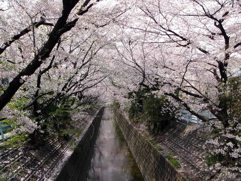 япония весна красивые фото