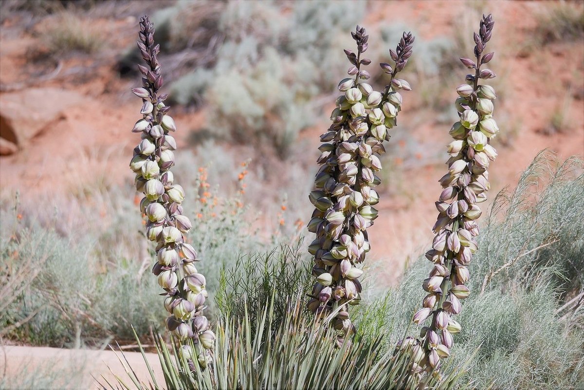 yucca angustissima фото