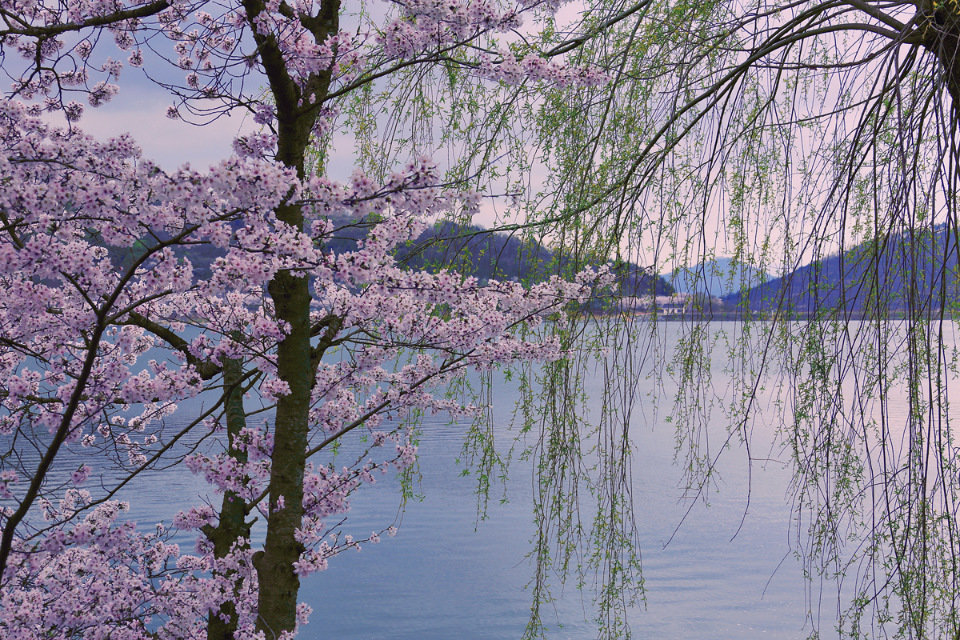 южная корея сакура фото