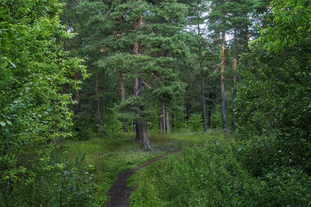 заходское лес фото