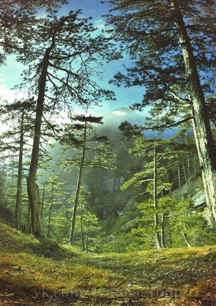 заповедний лес картинки фото