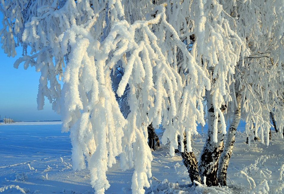 заснеженная береза фото