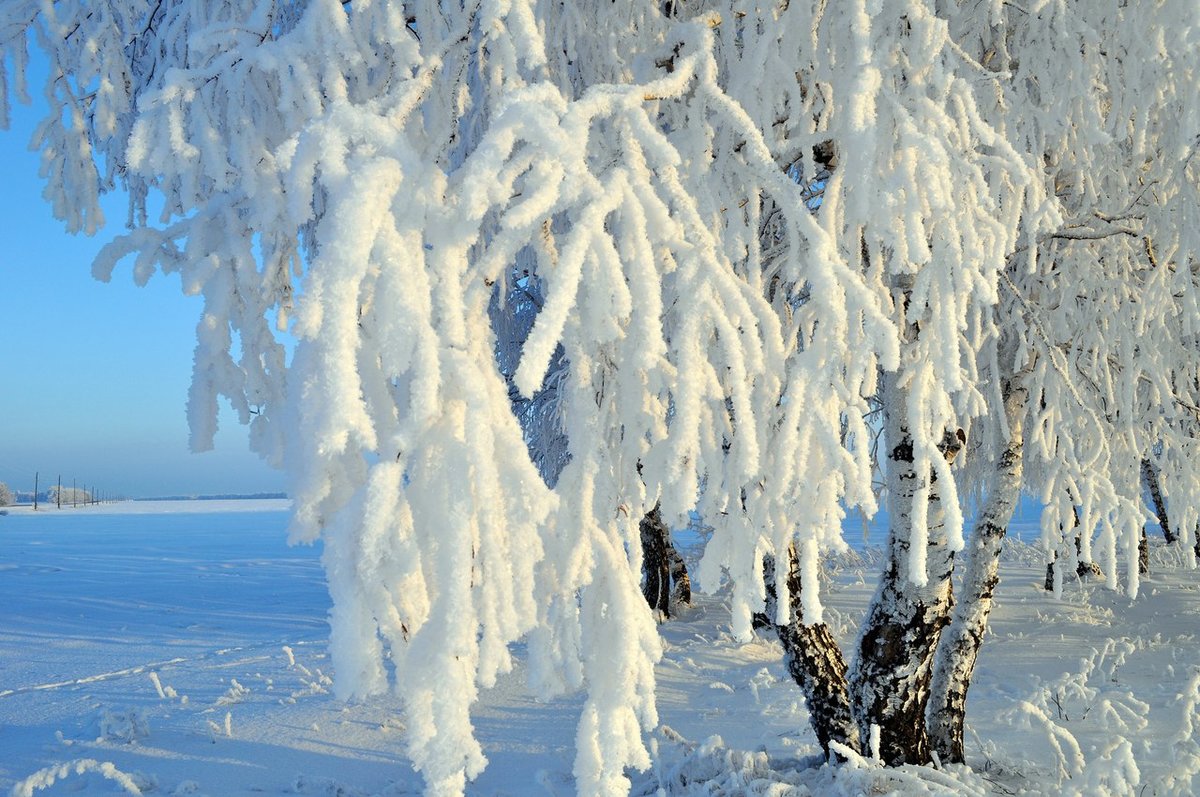 заснеженная береза фото