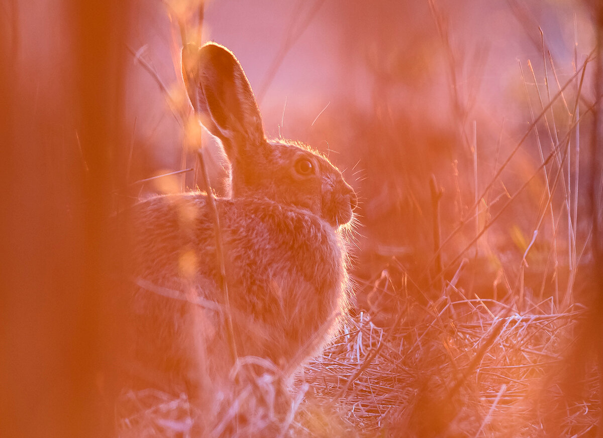 заяц фотограф фото