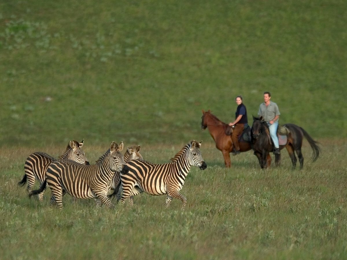 зебры в саванне фото