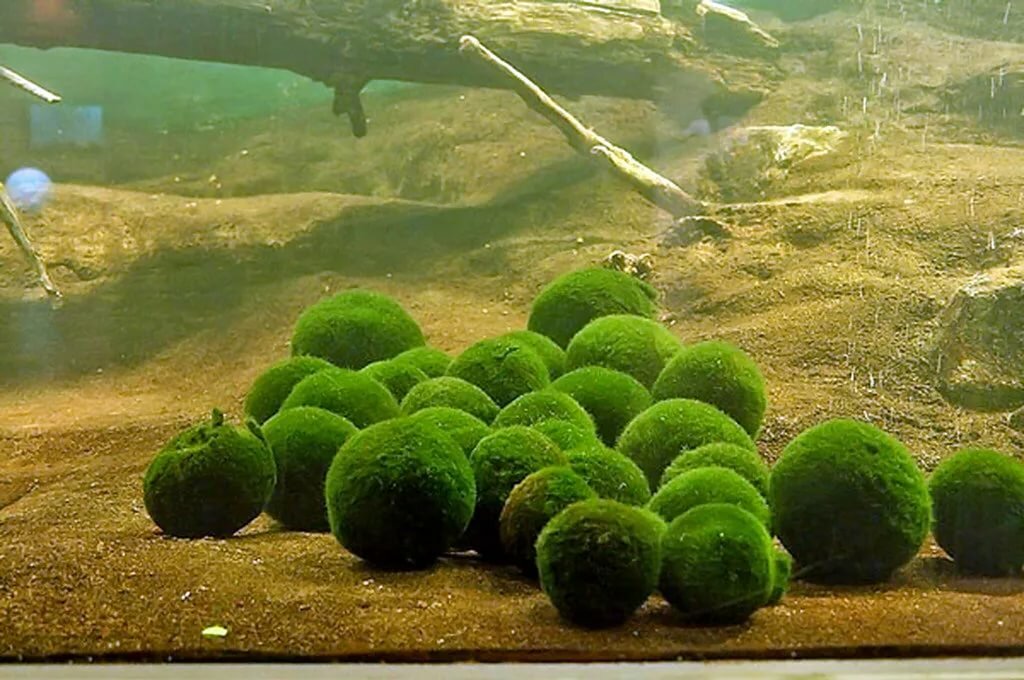 зеленые водоросли фото