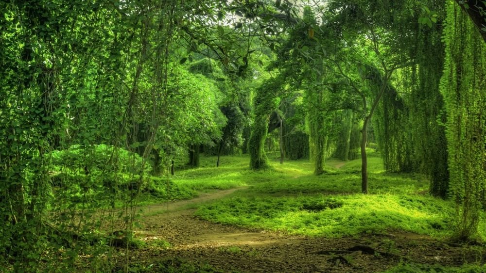 зеленый лес парк фото