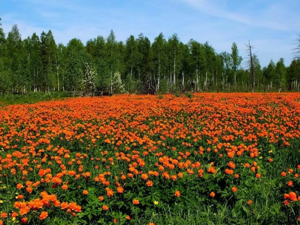 жарки цветы сибири фото