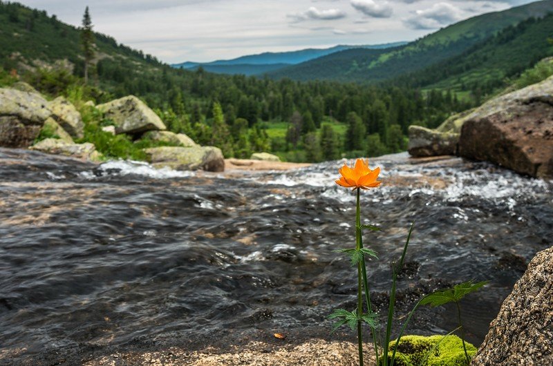 жарки в ергаках фото