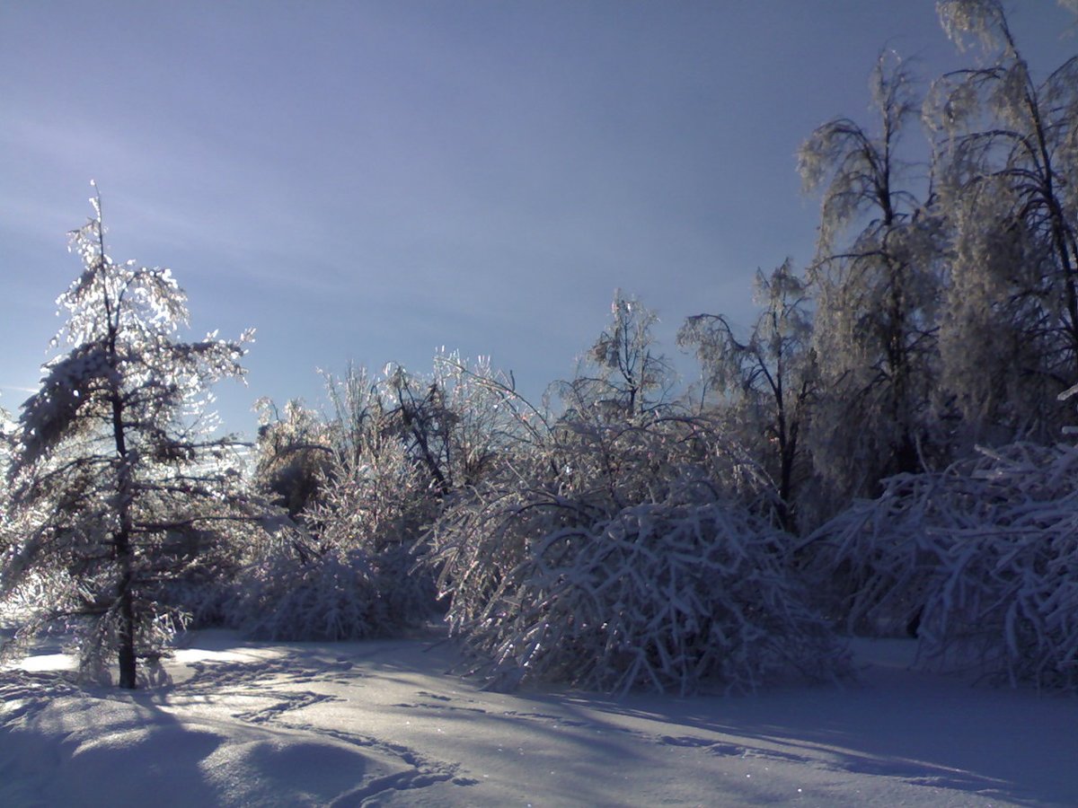 зима деревья в снегу в городе фото