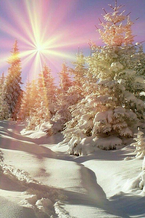 зима фото красивые природа фото
