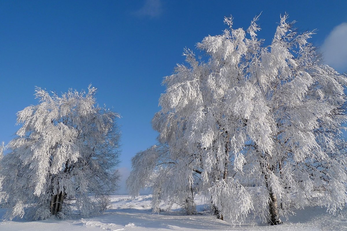 зима картинки деревья в снегу фото