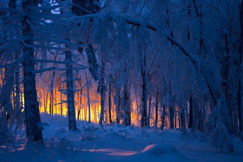 зима лес ночь фото