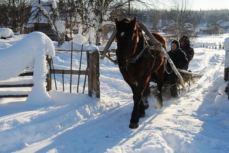 зима лошадь сани фото
