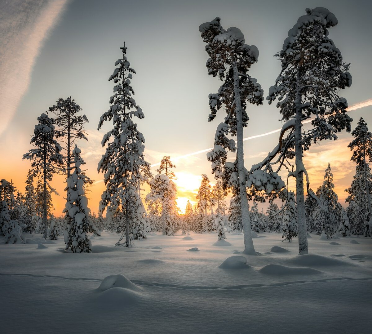 зима на севере лес фото
