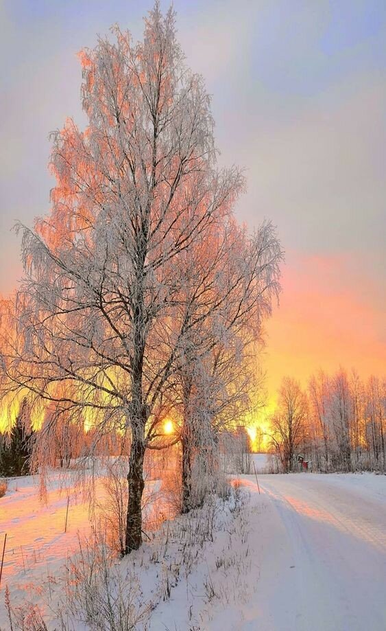 зима пейзаж проф фото