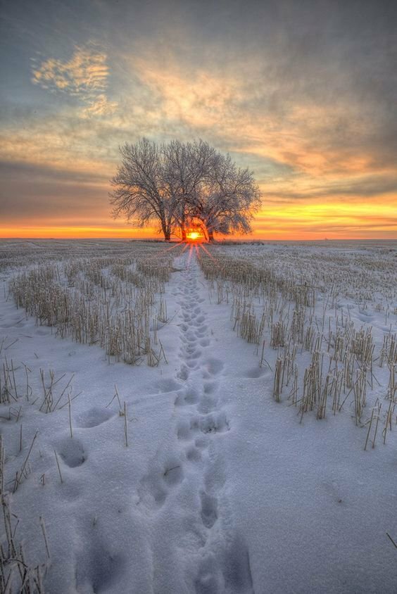зима поле пейзаж фото
