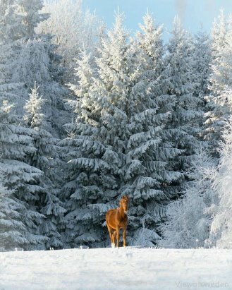зима снег фото