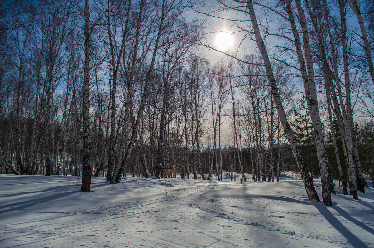 зима в березовом лесу фото