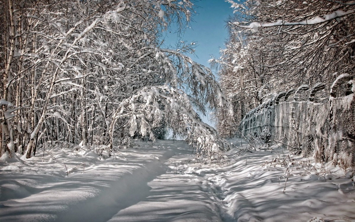 зима в феврале лесные картинки фото