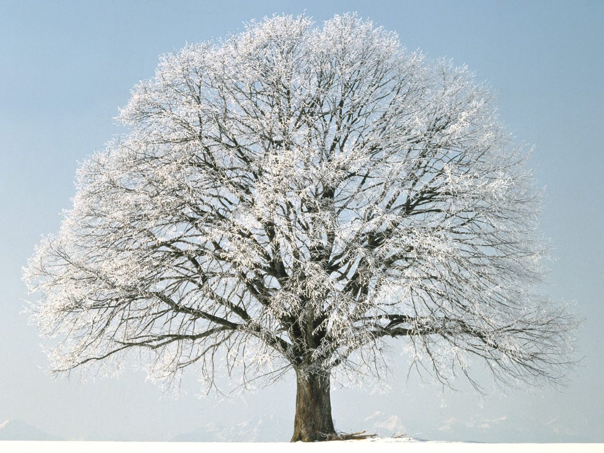 зимнее дерево фото
